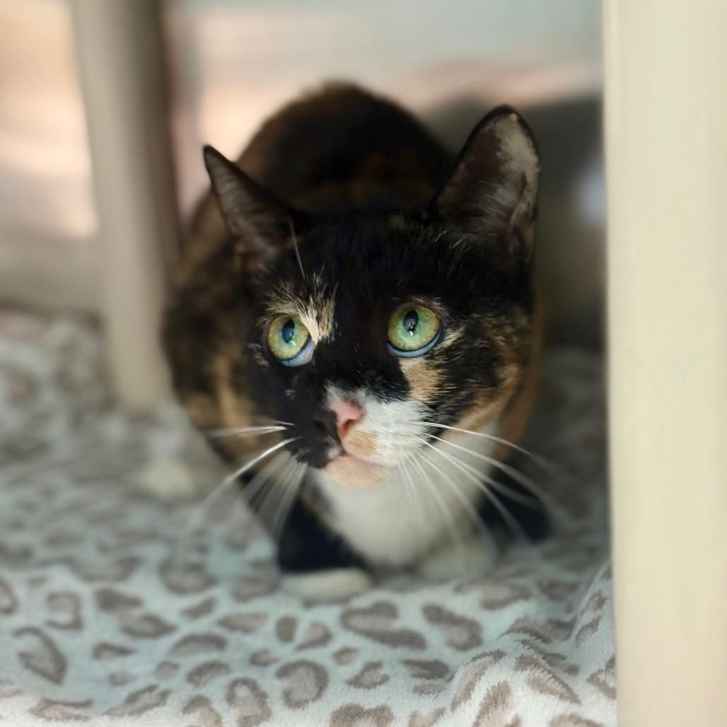 Enlarge Saturn, a Adoptable Domestic Short Hair in New Fairfield, CT image 3/6