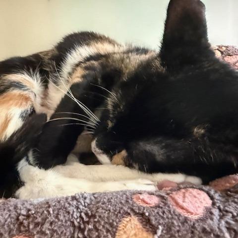 Enlarge Saturn, a Adoptable Domestic Short Hair in New Fairfield, CT image 4/6