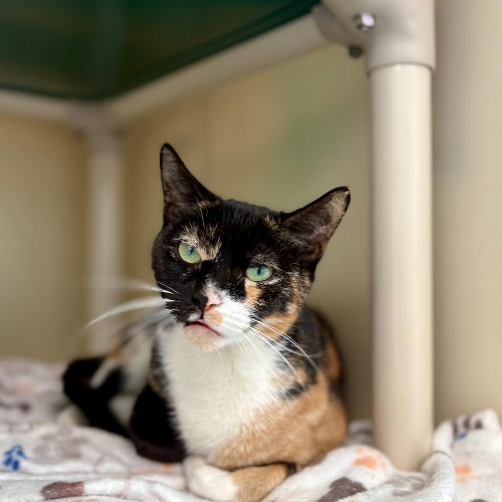 Enlarge Saturn, a Adoptable Domestic Short Hair in New Fairfield, CT image 5/6