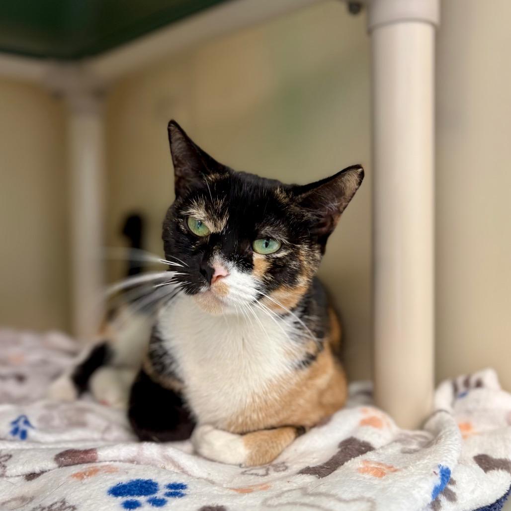 Enlarge Saturn, a Adoptable Domestic Short Hair in New Fairfield, CT image 6/6