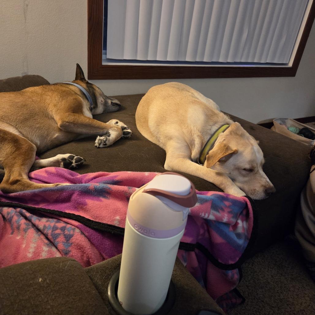 Enlarge Scout, a Adoptable mixed breed in Fargo, ND image 4/5