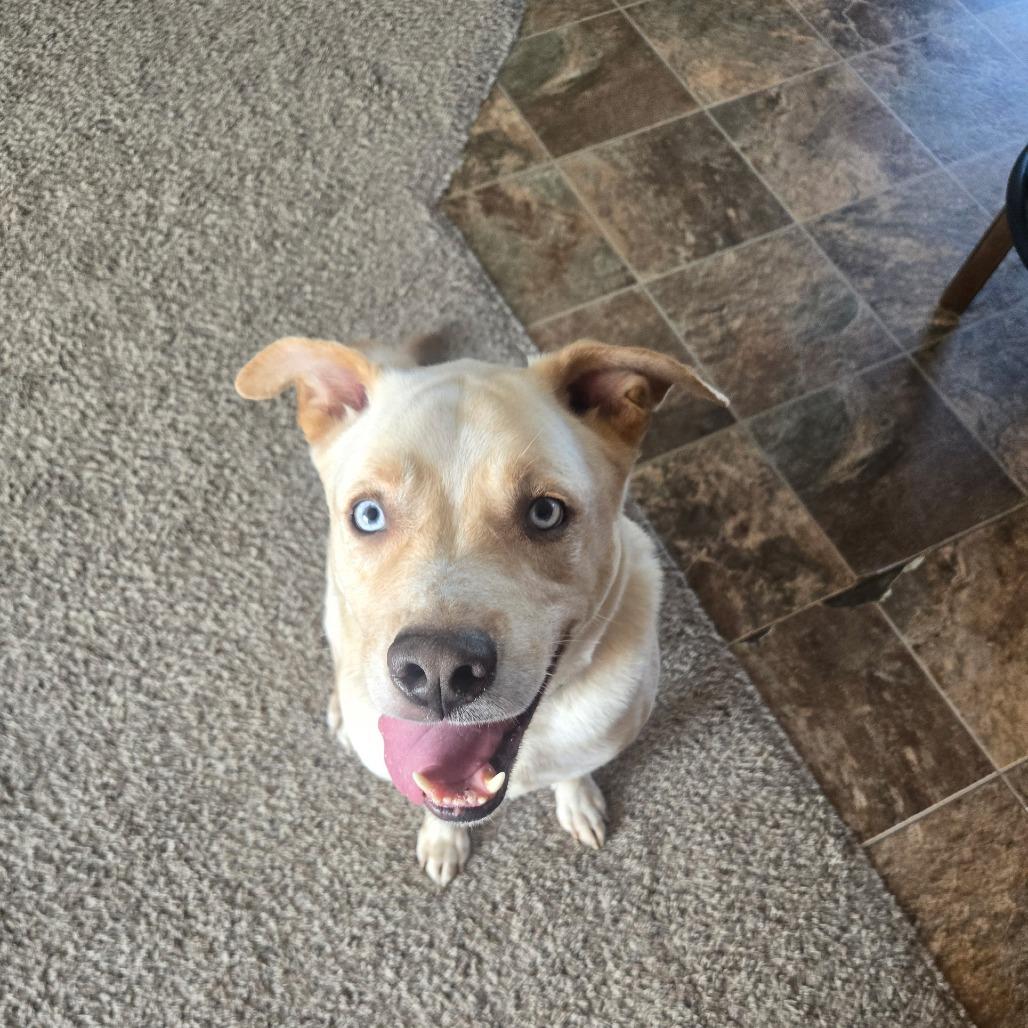 Scout, Adoptable, Adult Male Yellow Labrador Retriever & Mixed Breed.