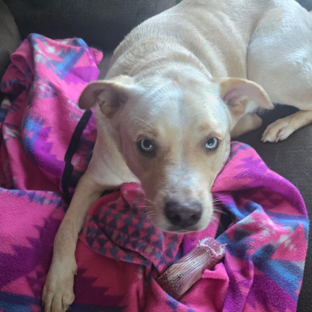 Enlarge Scout, a Adoptable mixed breed in Fargo, ND image 3/5