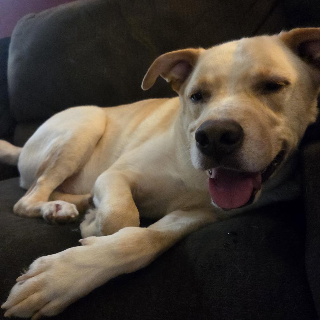 Enlarge Scout, a Adoptable mixed breed in Fargo, ND image 5/5