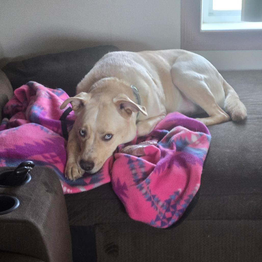Enlarge Scout, a Adoptable mixed breed in Fargo, ND image 2/5