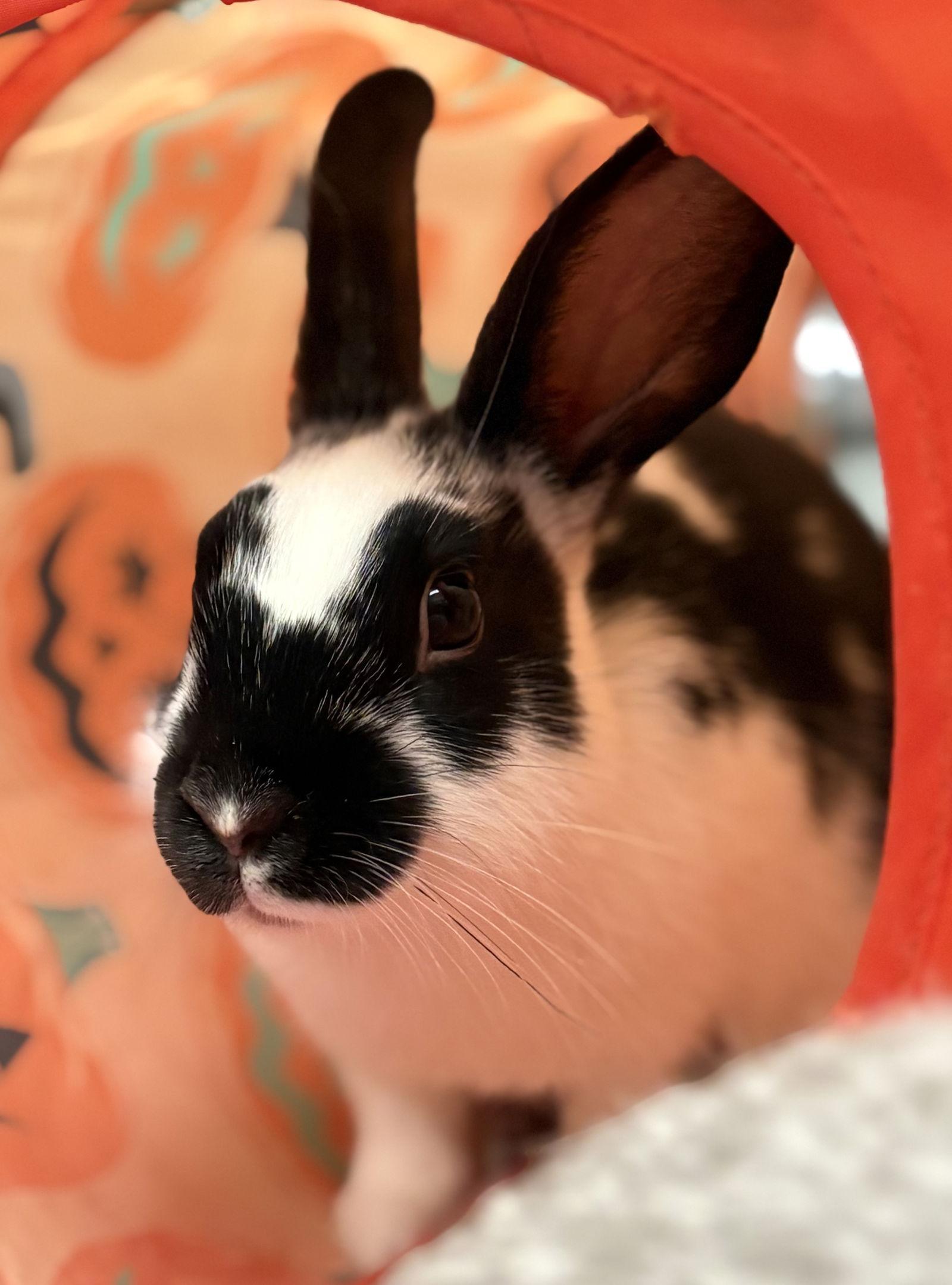 Mini Pongo, Adopted, Young Male American.