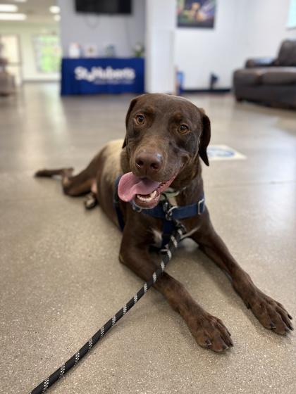 Enlarge Fudge Pie, a Adoptable mixed breed in Madison, NJ image 2/3