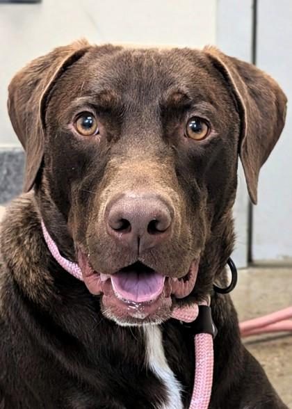 Enlarge Fudge Pie, a Adoptable mixed breed in Madison, NJ image 3/3