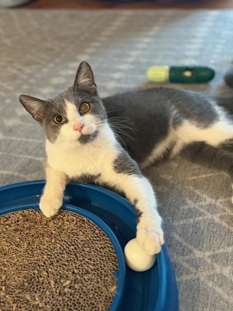 Ben, Adoptable, Young Male Domestic Short Hair.