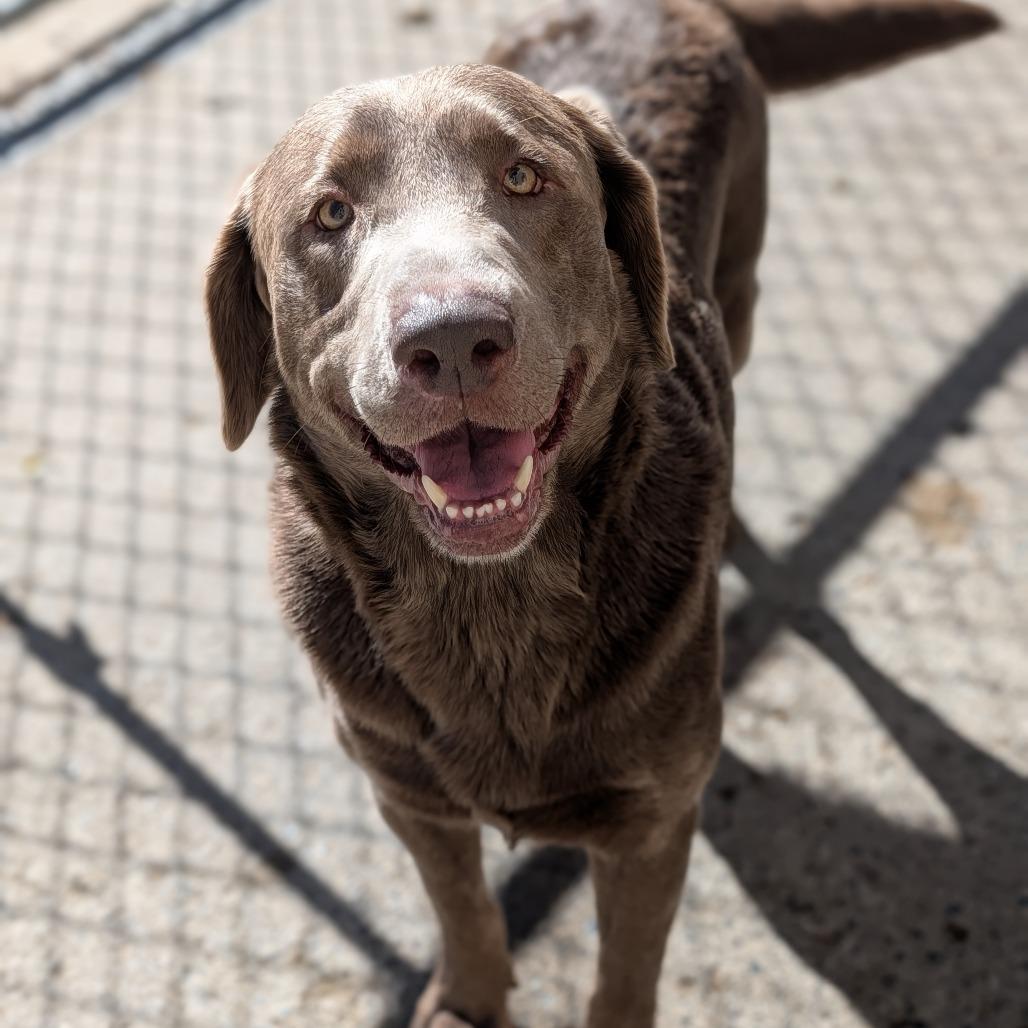 Diesel, Adoptable, Adult Male Labrador Retriever.