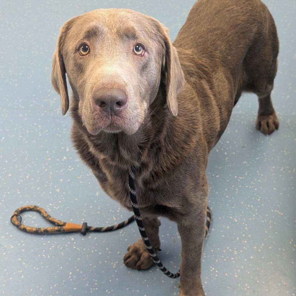 Enlarge Diesel, a Adoptable Labrador Retriever in Watertown, NY image 2/5