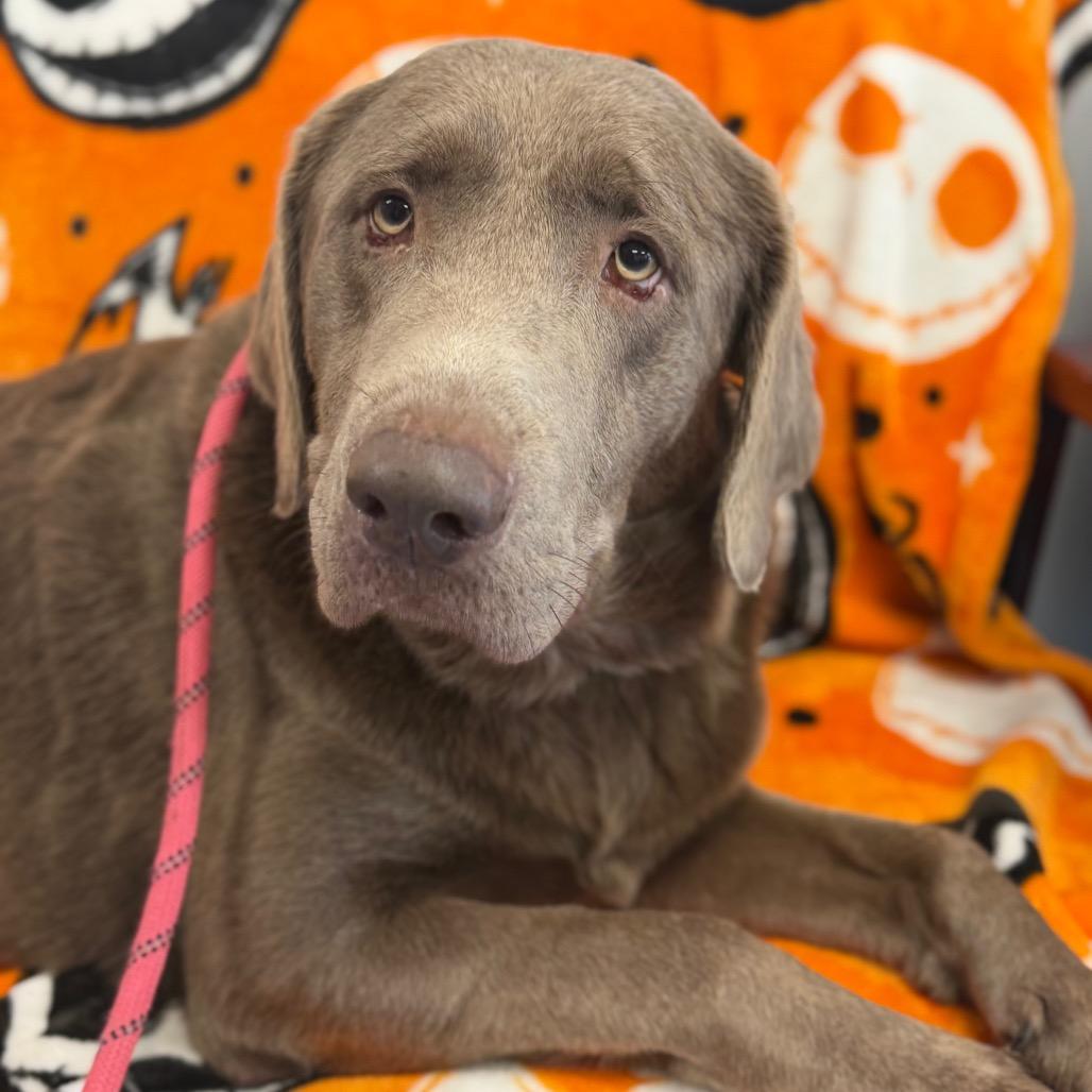 Enlarge Diesel, a Adoptable Labrador Retriever in Watertown, NY image 3/5