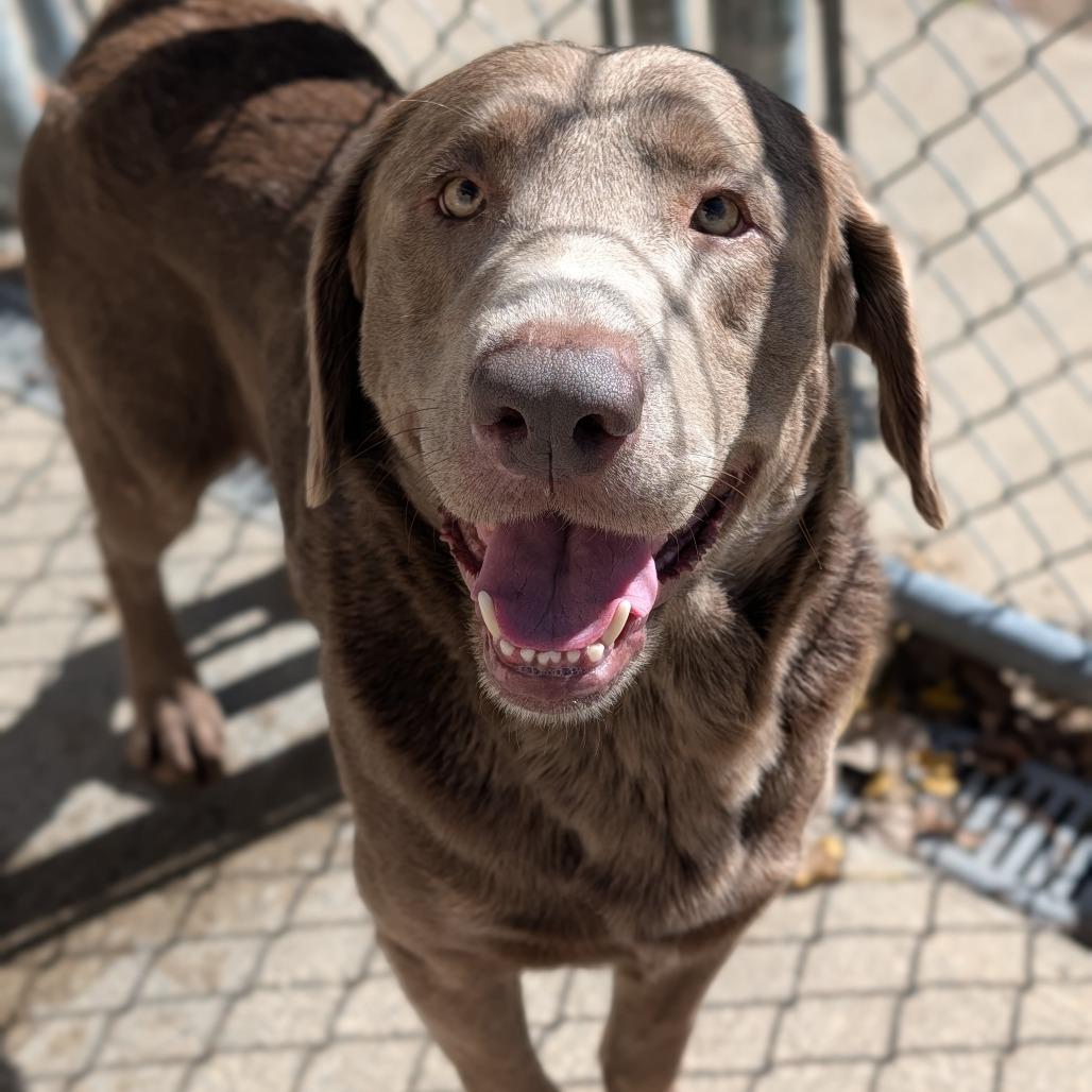 Enlarge Diesel, a Adoptable Labrador Retriever in Watertown, NY image 4/5