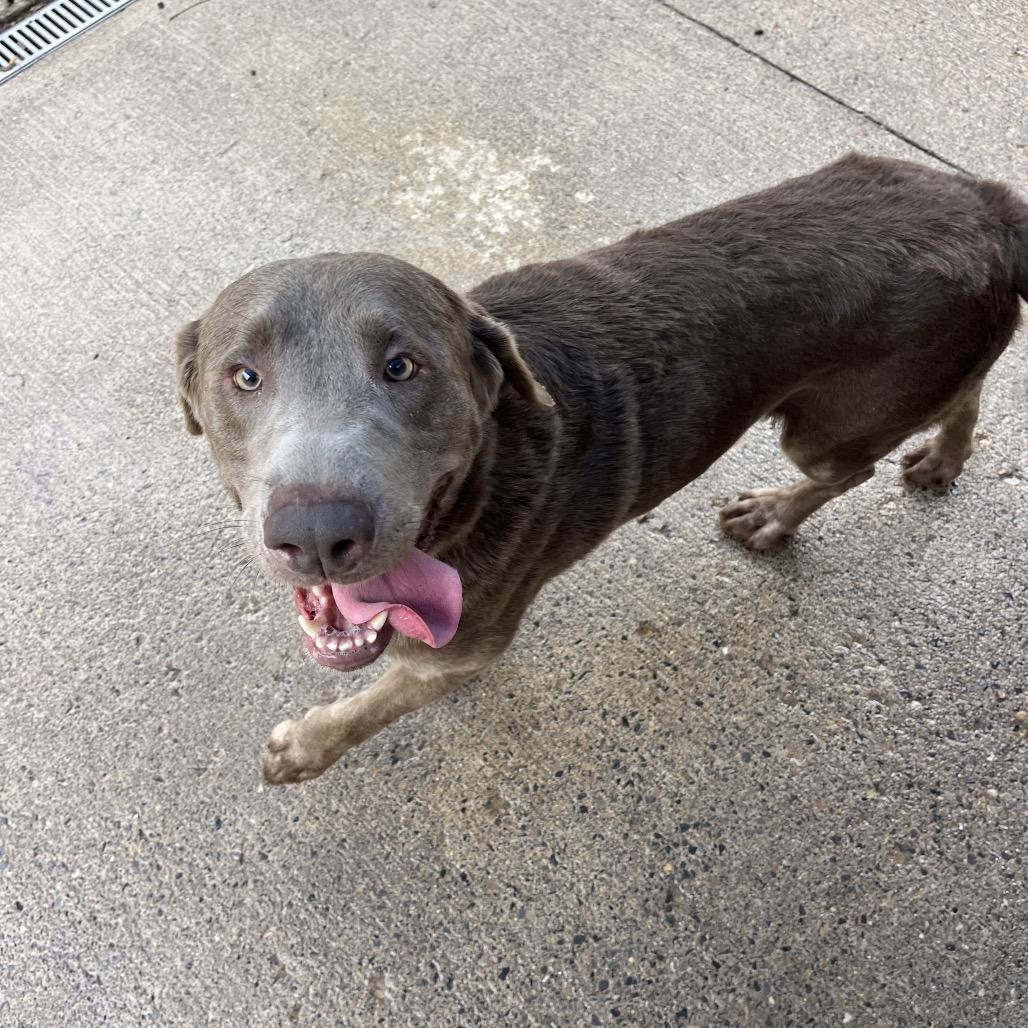 Enlarge Diesel, a Adoptable Labrador Retriever in Watertown, NY image 5/5