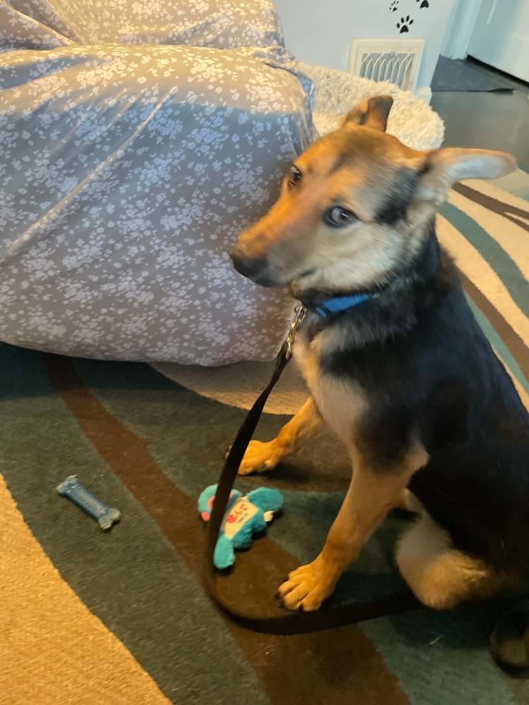 Enlarge Justice, a Adoptable mixed breed in Fredonia, WI image 1/2