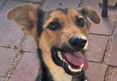 Enlarge Justice, a Adoptable mixed breed in Fredonia, WI image 2/2