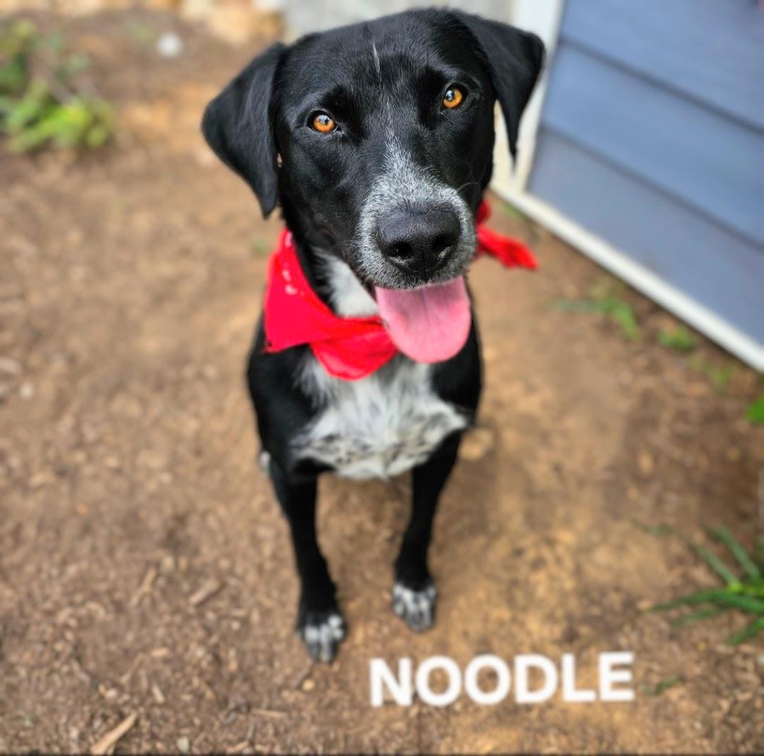 Noodle - IMMEDIATE HOME NEEDED!!!, Young Male unknown