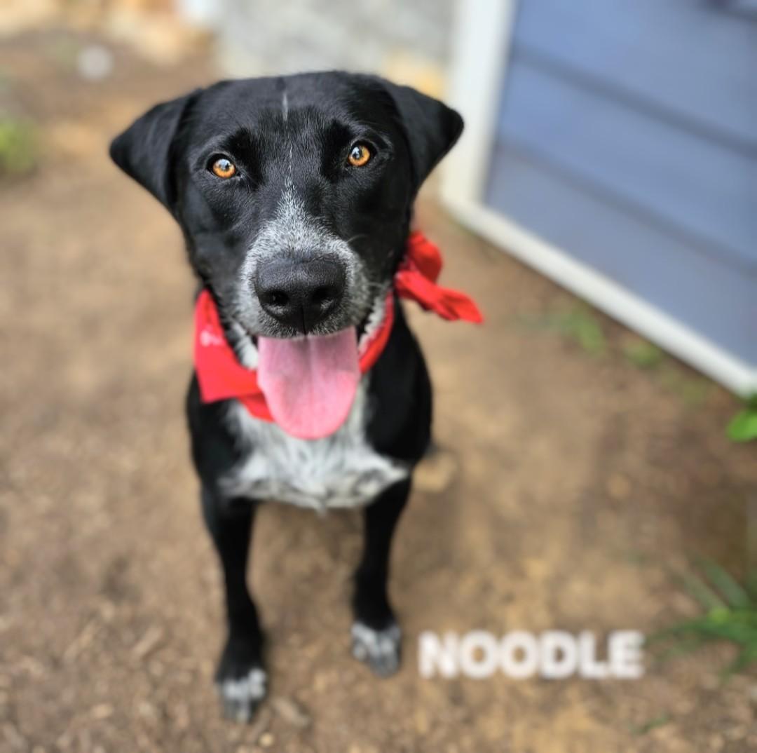Noodle - IMMEDIATE HOME NEEDED!!! photo 3