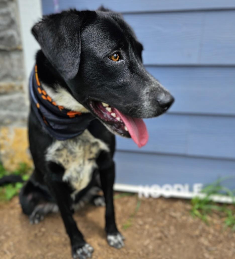 Noodle - IMMEDIATE HOME NEEDED!!! photo 4