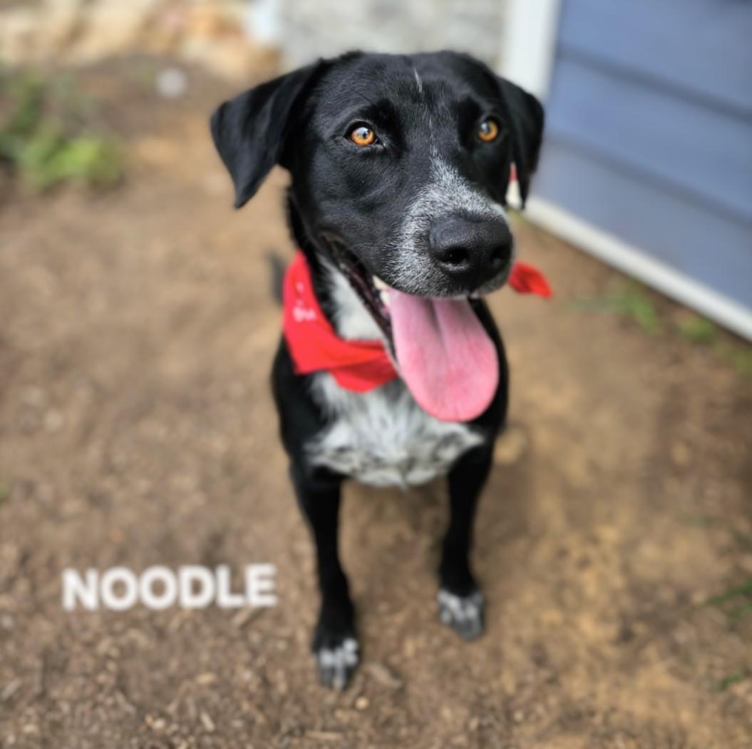 Noodle - IMMEDIATE HOME NEEDED!!! photo 5