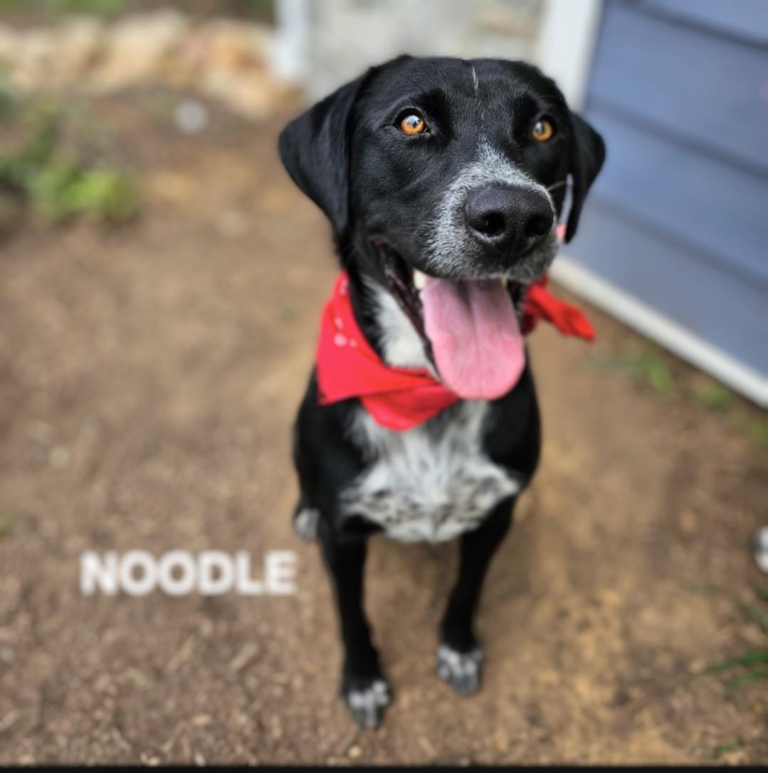 Noodle - IMMEDIATE HOME NEEDED!!! photo 2
