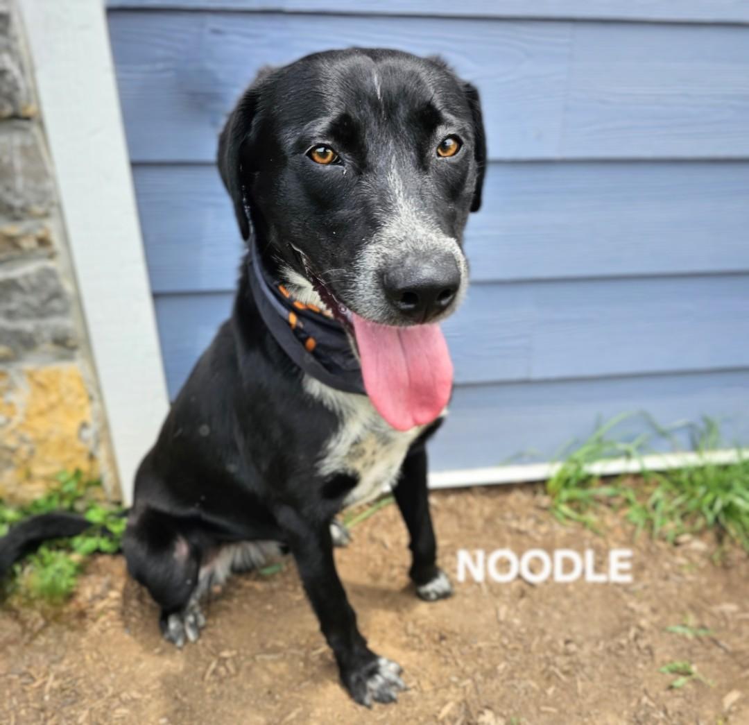 Noodle - IMMEDIATE HOME NEEDED!!! photo 6