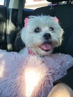 Sasha, Adoptable, Senior Female Maltese.
