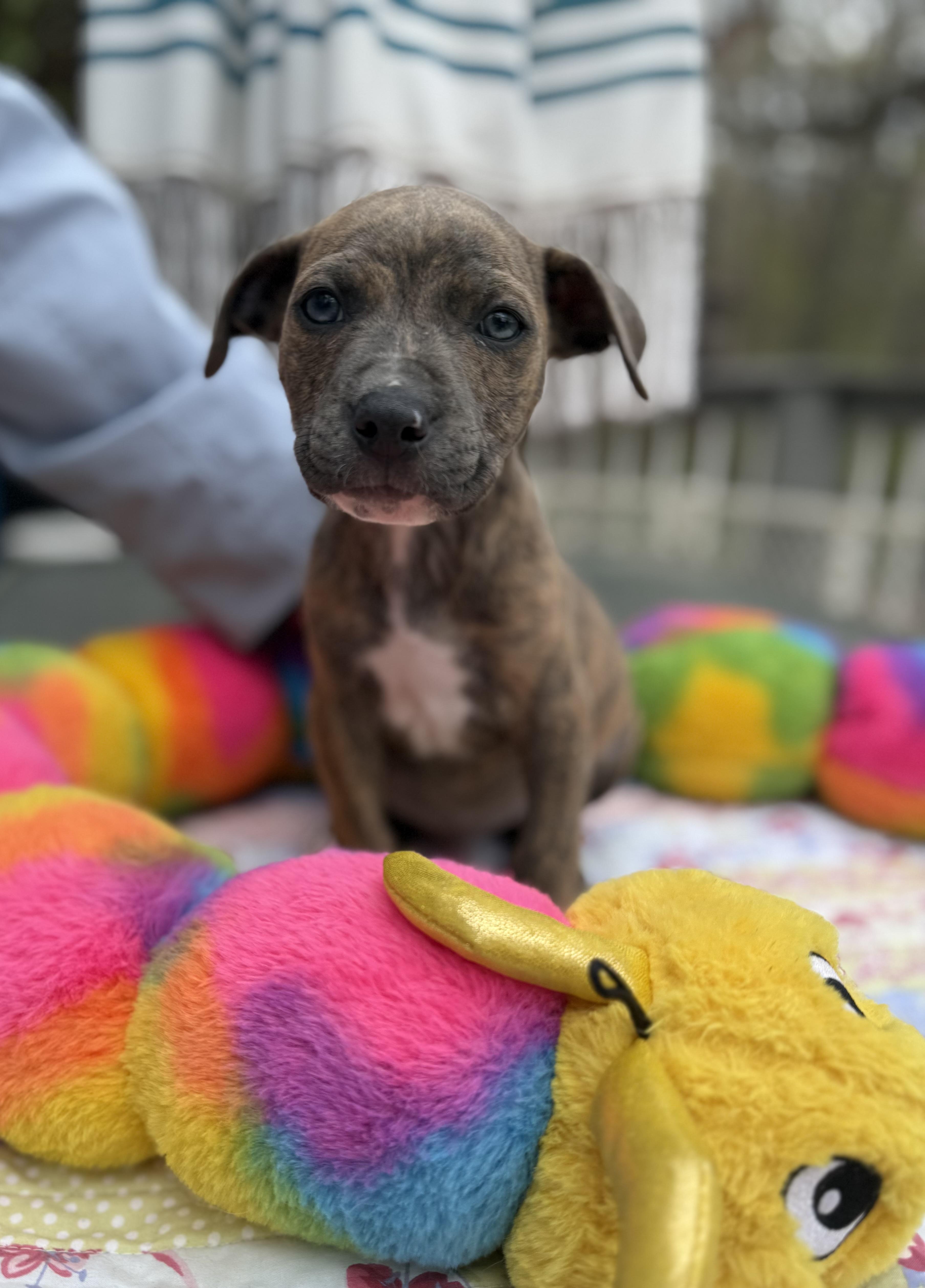 Farley, a ADOPTABLE mixed breed in White Lake, MI image 4/6