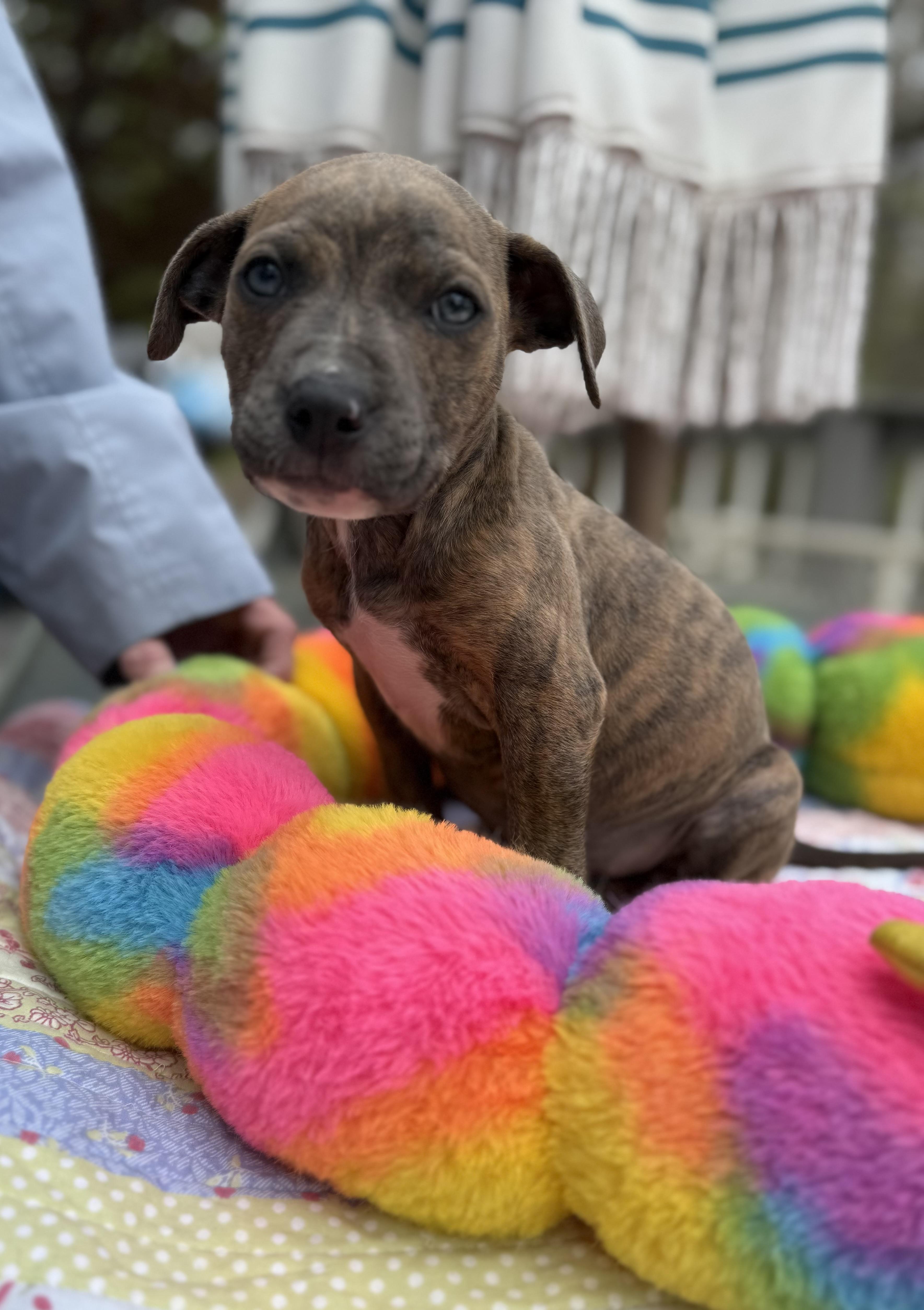 Farley, a ADOPTABLE mixed breed in White Lake, MI image 5/6
