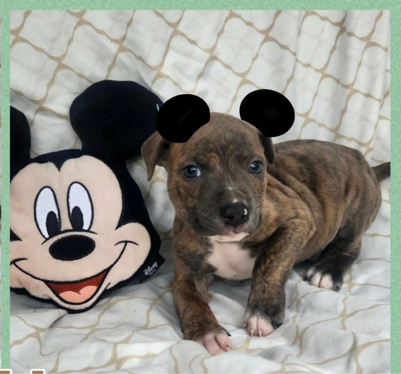 Farley, ADOPTABLE, Puppy Male Boxer & Terrier.