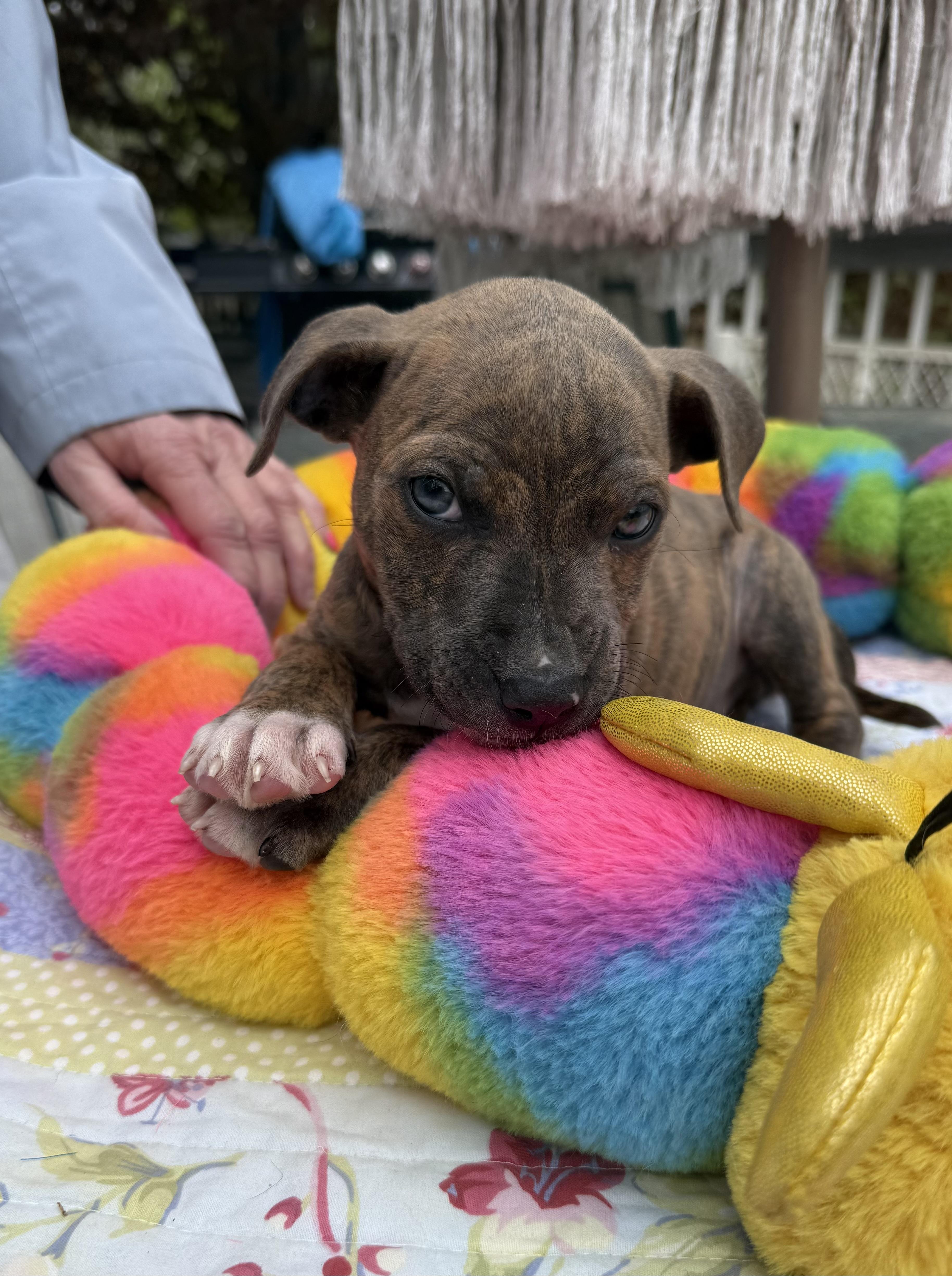 Farley, a ADOPTABLE mixed breed in White Lake, MI image 6/6