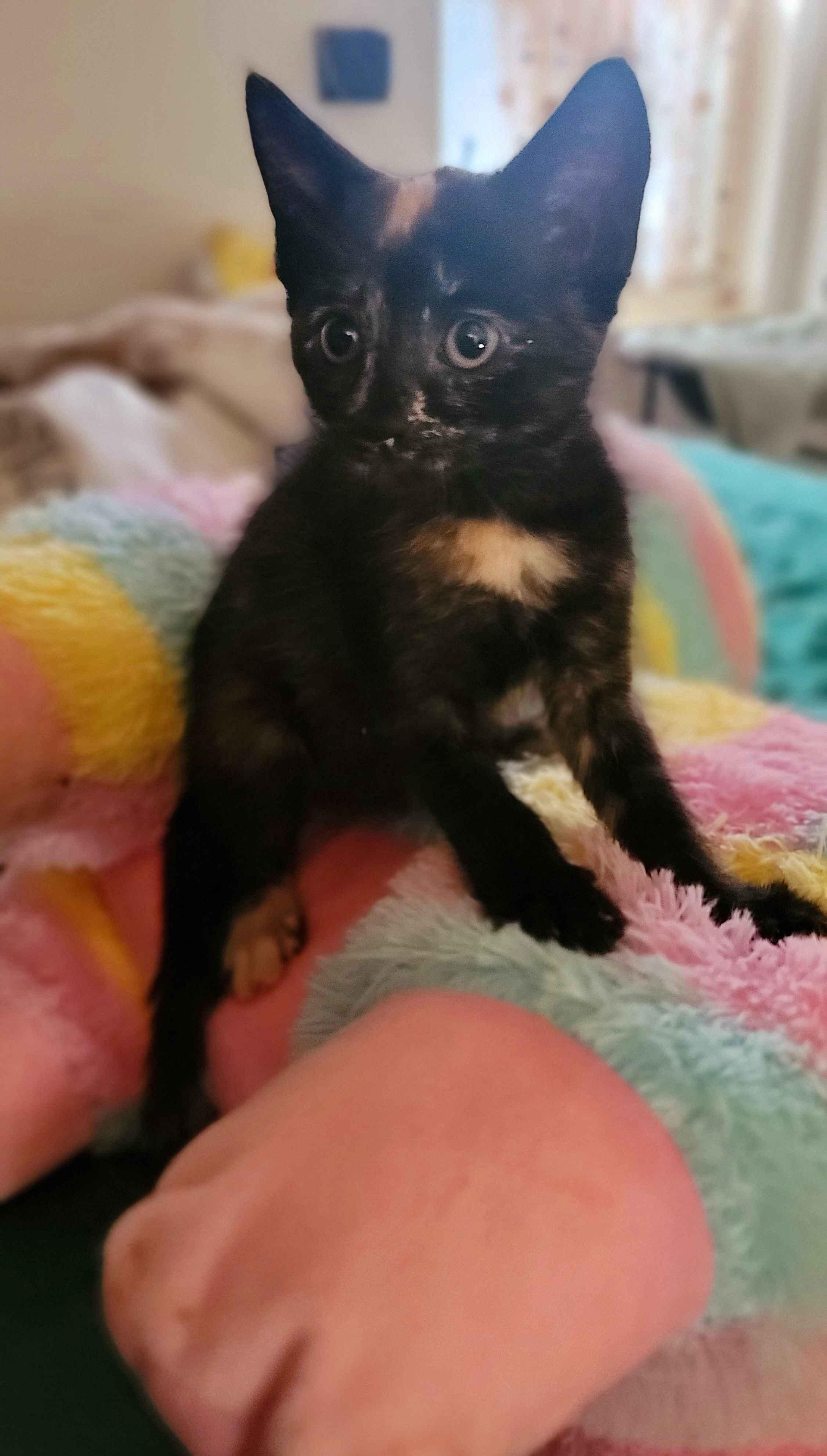 Carmella, Adoptable, Kitten Female American Shorthair.