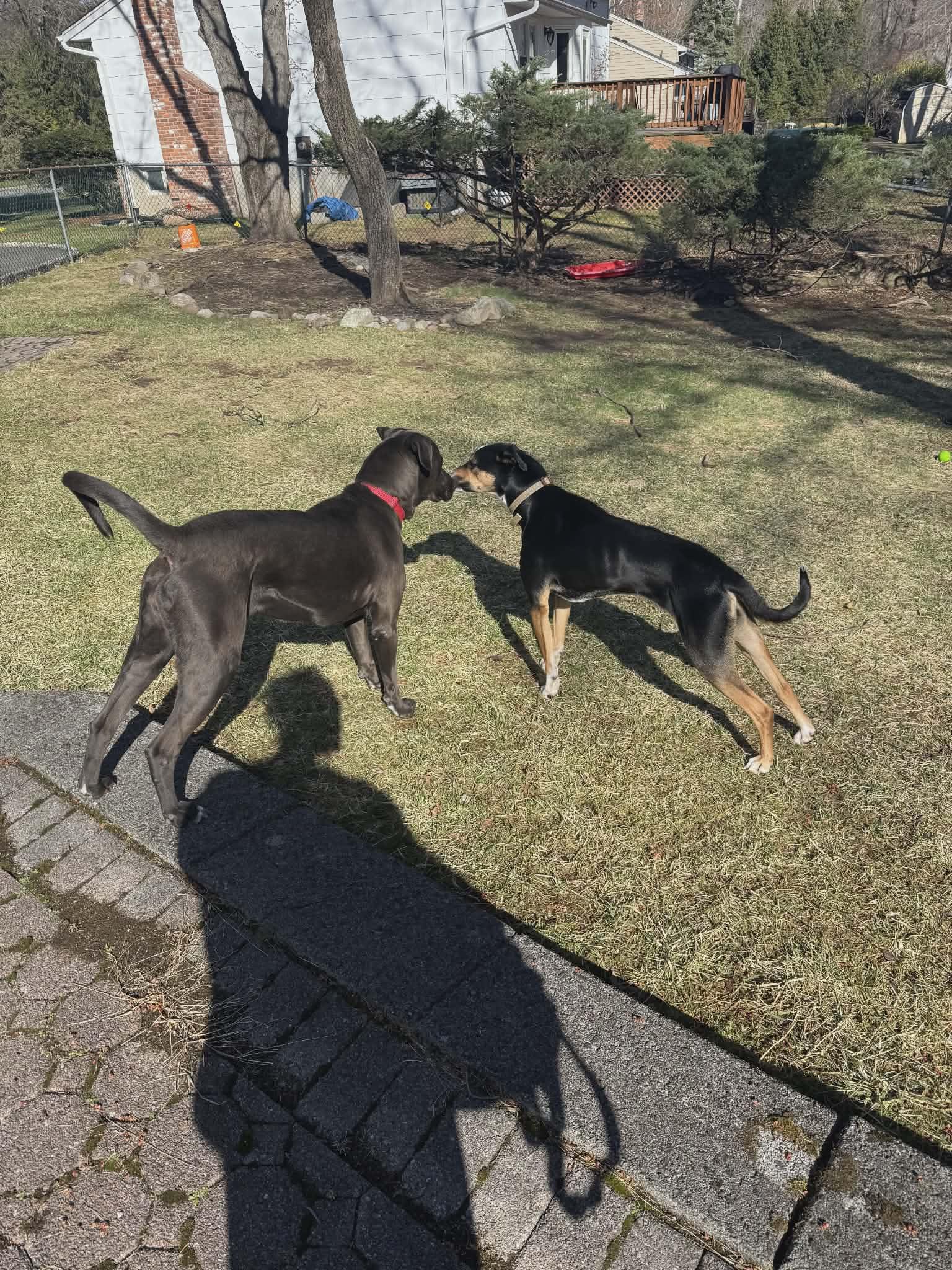 Enlarge Alexa (Foster or Adopter Needed!), a Adoptable mixed breed in Westwood, NJ image 2/3