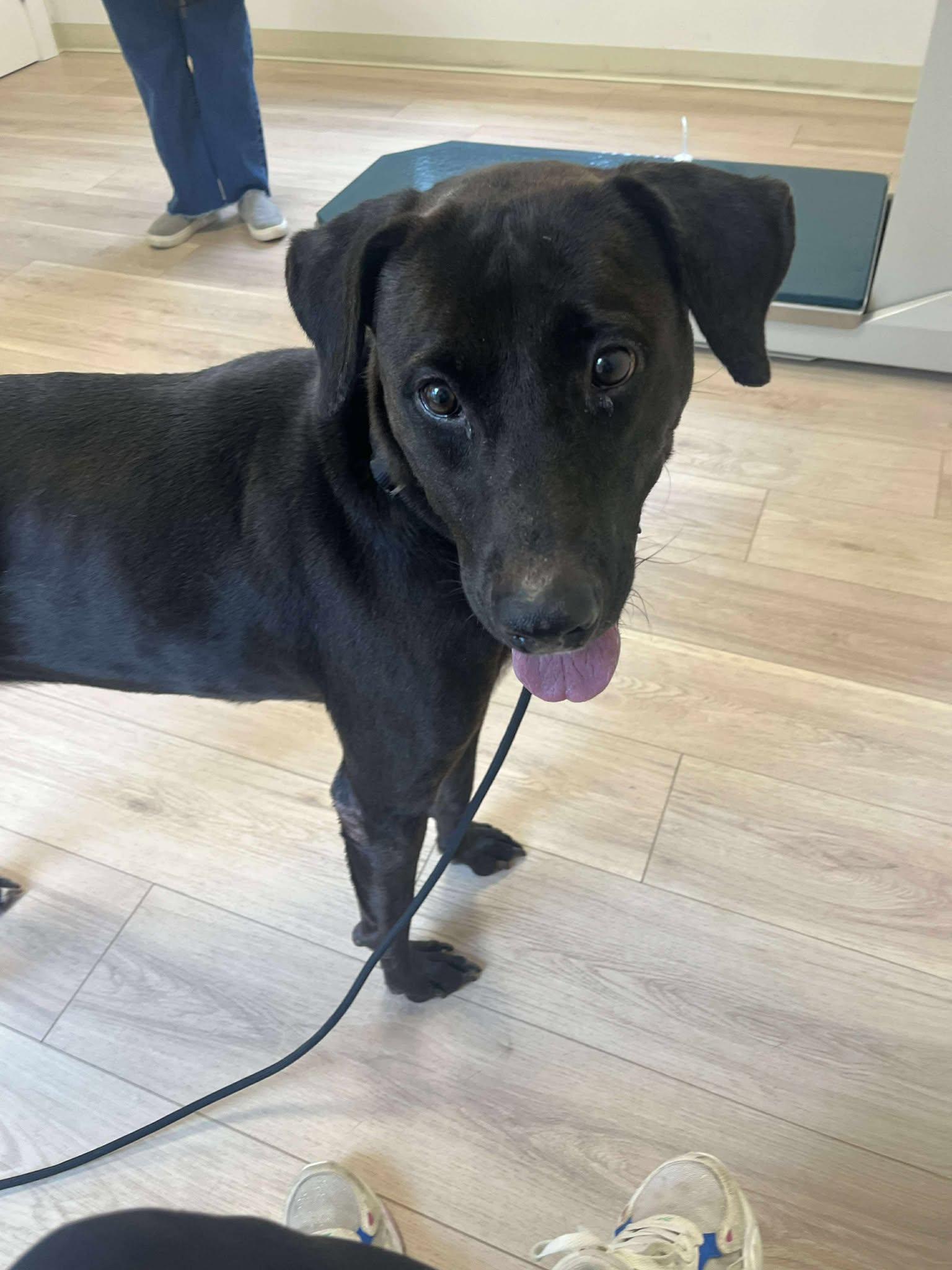 Enlarge Alexa (Foster or Adopter Needed!), a Adoptable mixed breed in Westwood, NJ image 3/3