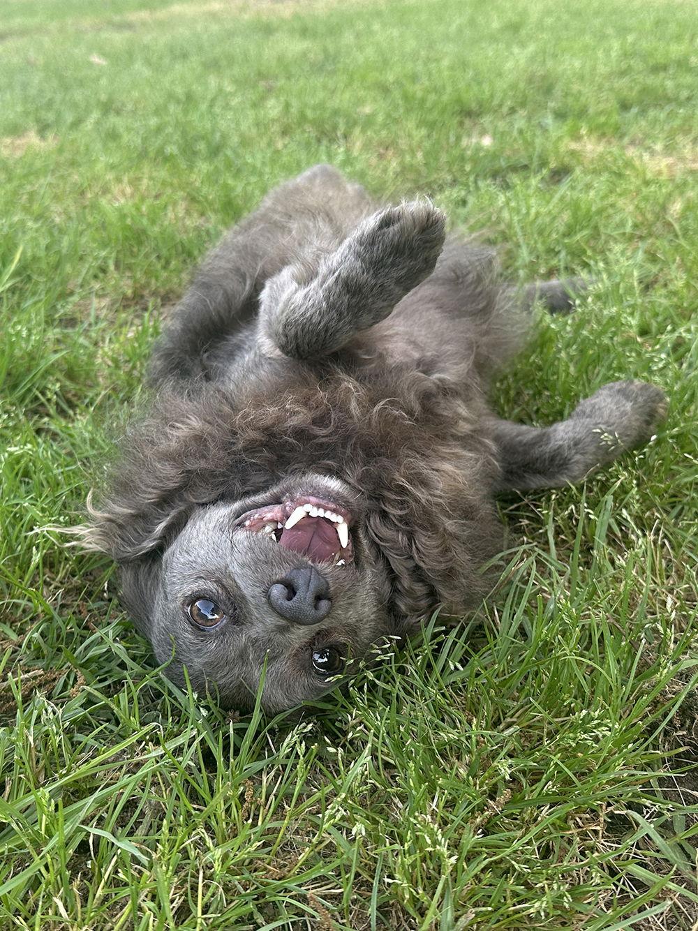 Shadow, a Adoptable Chihuahua in Eastman, GA image 2/6