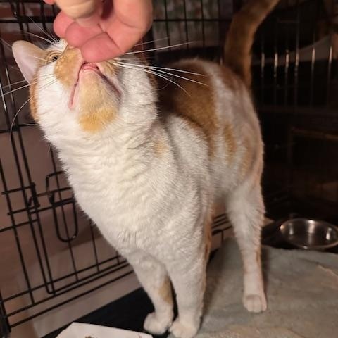 Enlarge Onion, an adopted Domestic Short Hair in Jersey City, NJ image 4/4