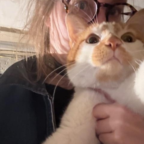 Enlarge Onion, an adopted Domestic Short Hair in Jersey City, NJ image 2/4