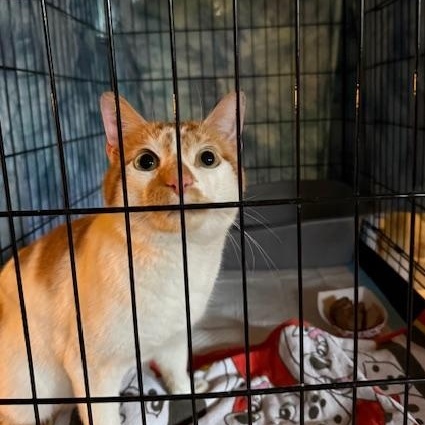 Enlarge Onion, an adopted Domestic Short Hair in Jersey City, NJ image 1/4