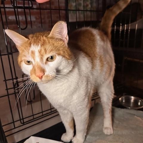 Enlarge Onion, an adopted Domestic Short Hair in Jersey City, NJ image 3/4