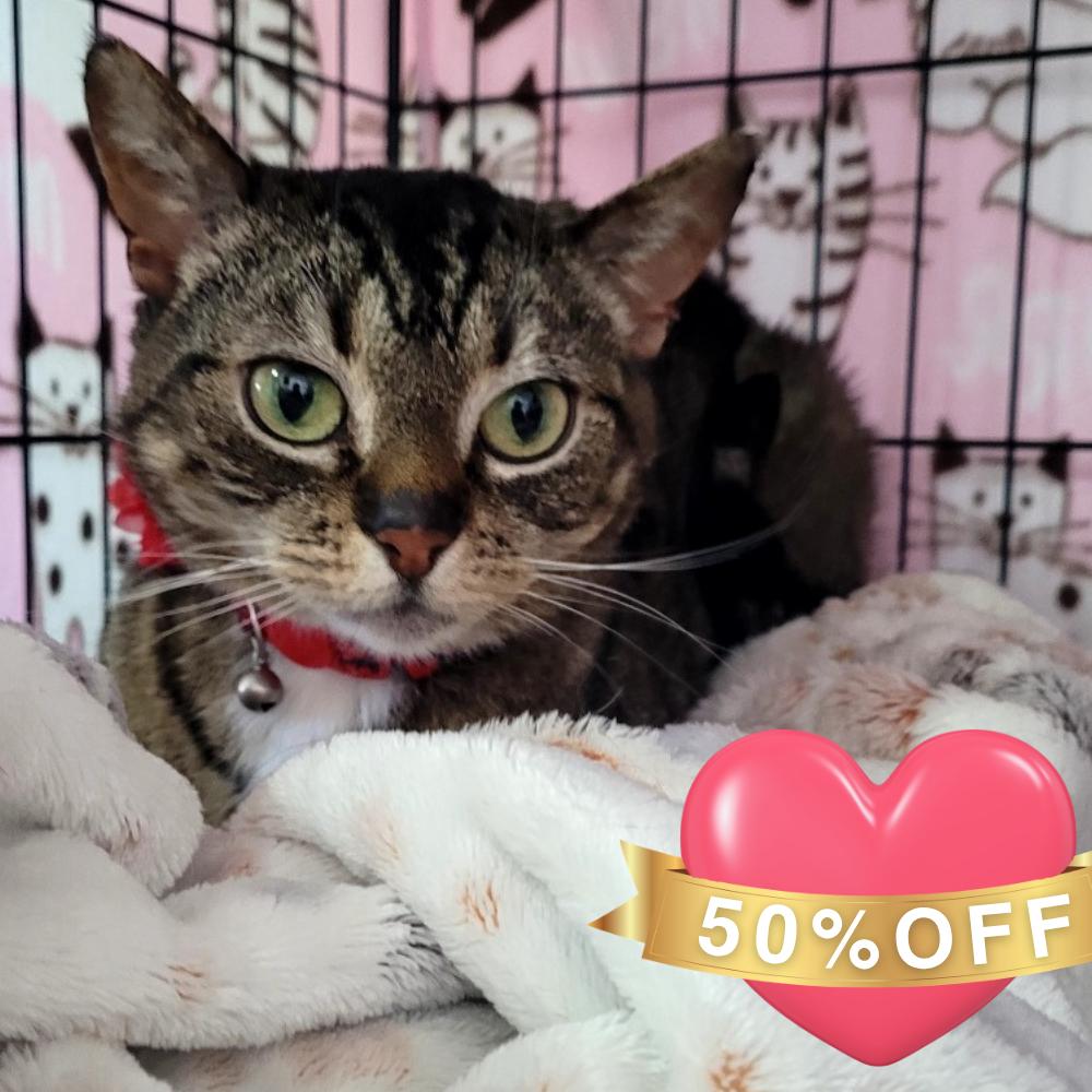 Enlarge Andi, a Adoptable Domestic Short Hair in Allyn, WA image 1/4