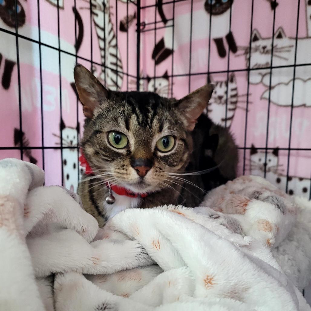 Enlarge Andi, a Adoptable Domestic Short Hair in Allyn, WA image 2/4