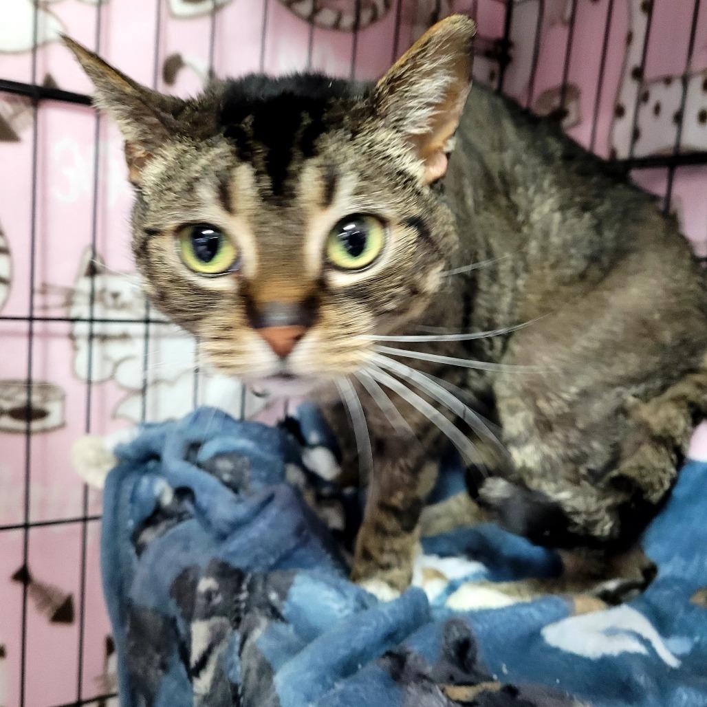 Enlarge Andi, a Adoptable Domestic Short Hair in Allyn, WA image 3/4