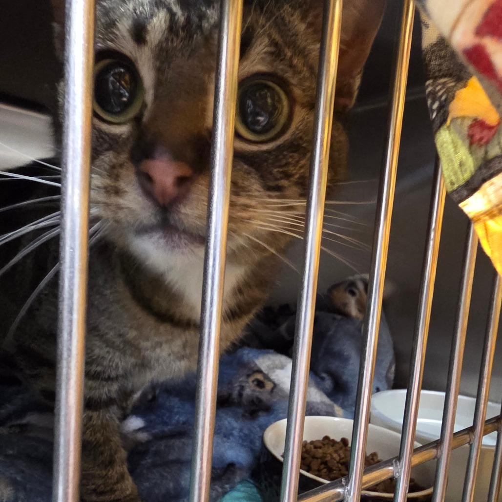 Enlarge Andi, a Adoptable Domestic Short Hair in Allyn, WA image 4/4