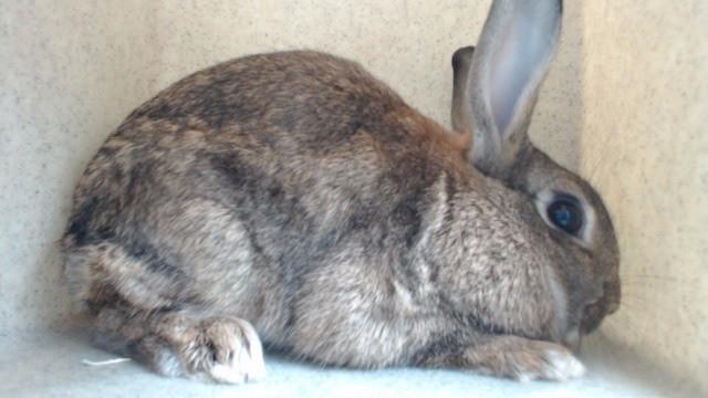 CURLY, Adoptable, Young Female Bunny Rabbit.