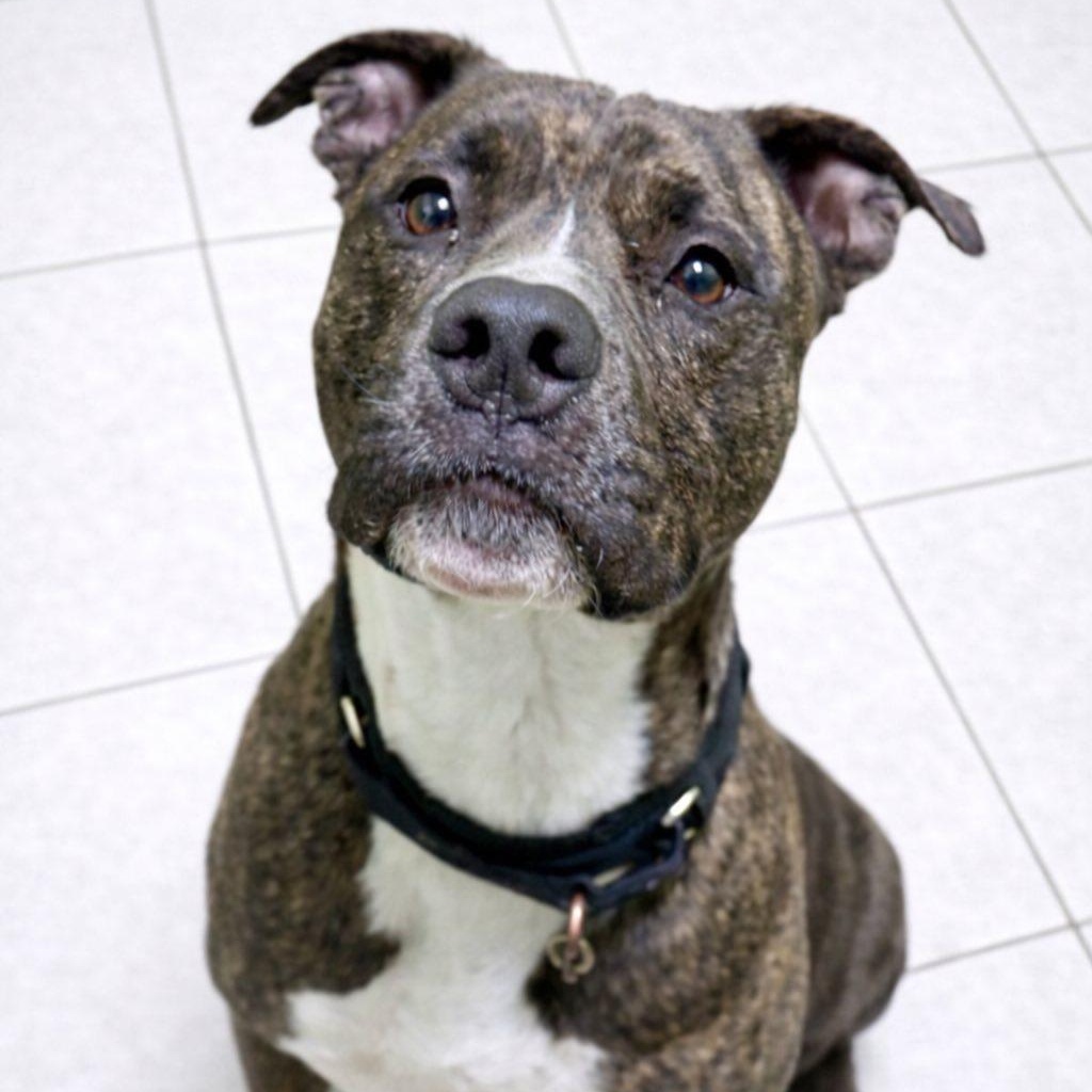 Enlarge Colt, an adopted mixed breed in Battle Creek, MI image 1/1