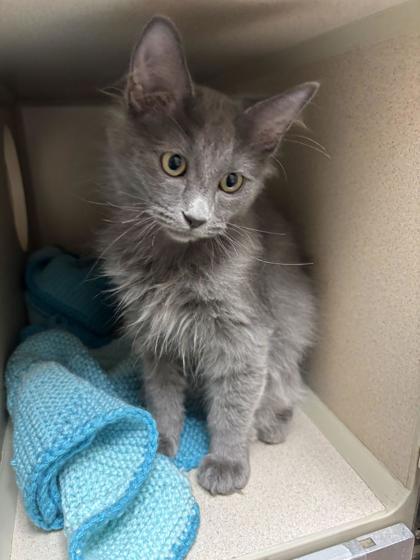 Shane, Adopted, Young Male Domestic Short Hair.