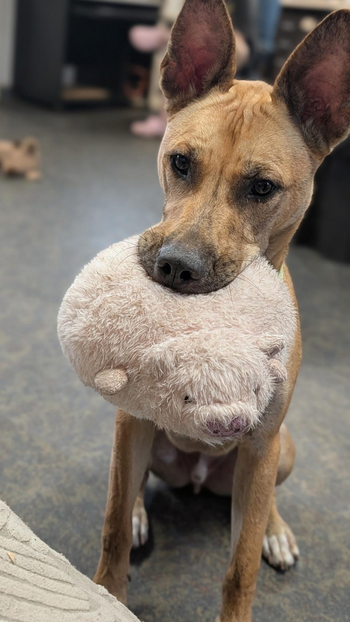 Milo, a ADOPTABLE Belgian Shepherd / Malinois in Blytheville, AR image 4/4