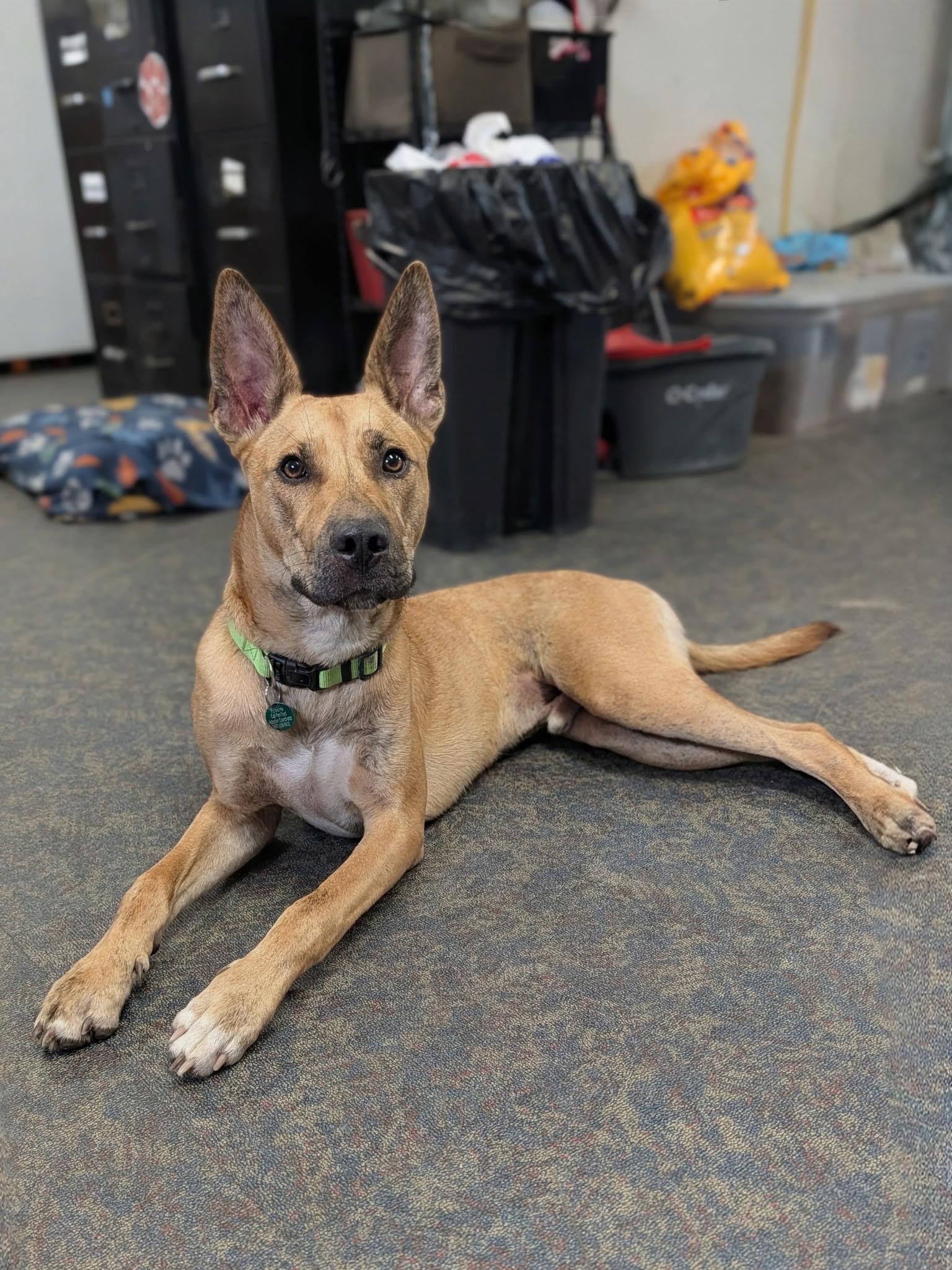 Milo, a ADOPTABLE Belgian Shepherd / Malinois in Blytheville, AR image 3/4