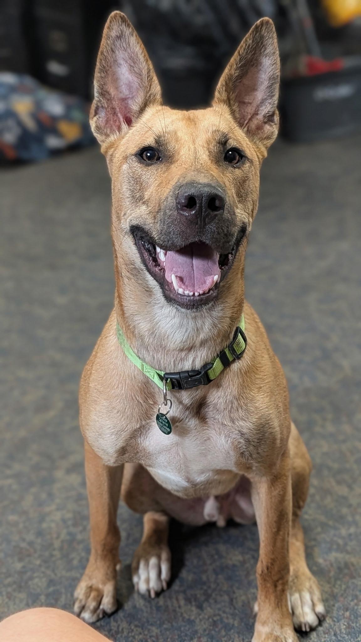 Milo, a ADOPTABLE Belgian Shepherd / Malinois in Blytheville, AR image 2/4