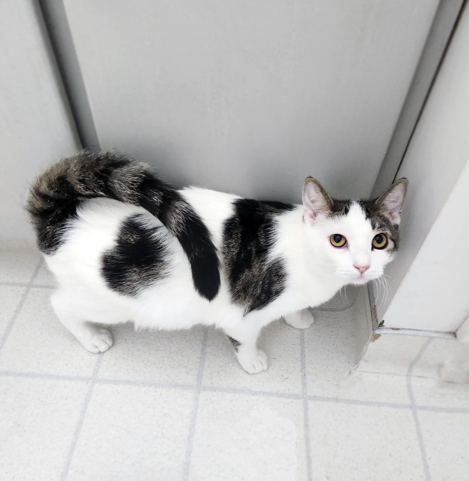 Enlarge Muffin, a Adoptable Domestic Short Hair in Centerville, UT image 2/2